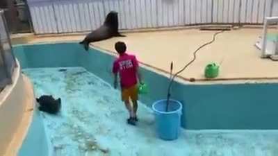 This sea lion is helping to clean the pool