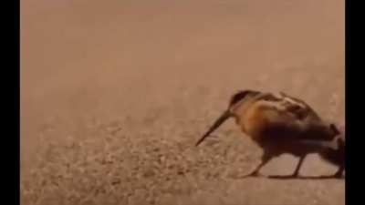 American Woodcock luring worms. Basically the inspiration for the thumper the Fremen use to call the Shai-Hulud …