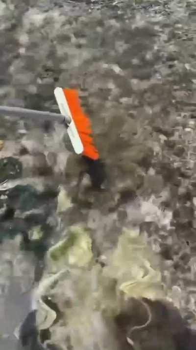 🔥 Giant Clam 🔥