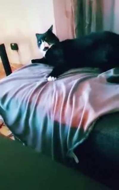 Cat isn’t impressed by their human’s intestinal issues