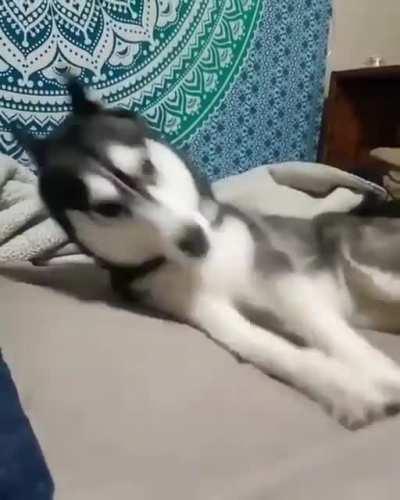 Хаски. Просто Хаски