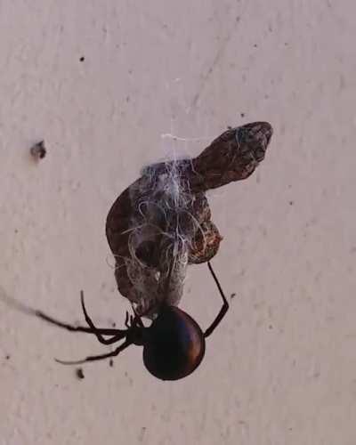 (Crosspost from r/hardcorenature) Gecko trapped in a redback spiders’s web