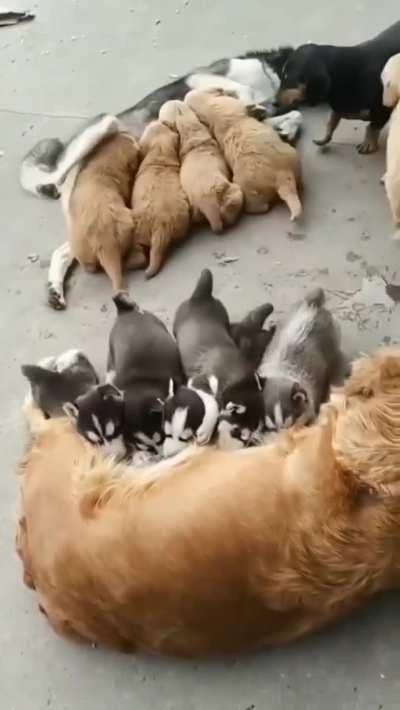 They were so hungry, they've mixed up their mothers...