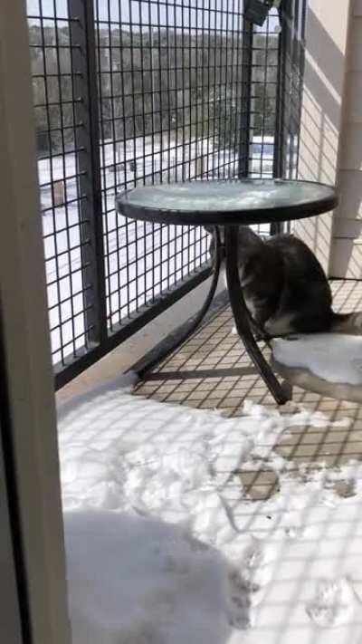 my Texan cat trying to catch melting snow