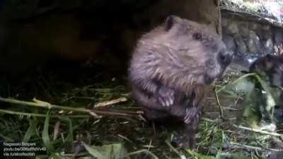 A baby beaver trying to escape mom to swim again, but was caught again.