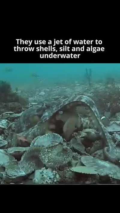 Female Octopus Throws Shells to Reject Pesky Male