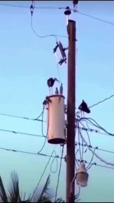 Fast and furious food.