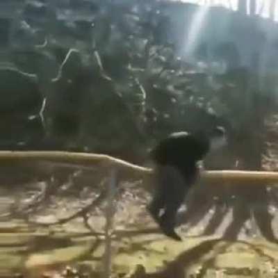 trying to do a cool backflip