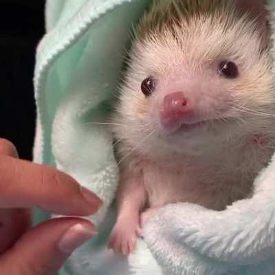 A nice little hedgehog