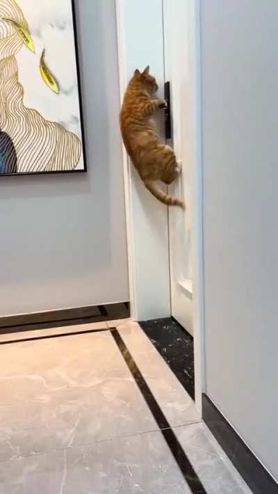 Cat learned how to open the door
