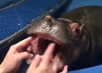 A Baby Hippo getting their gums massaged by their Caretaker.