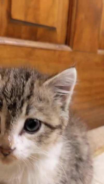 Jingles enjoying her meal. I need a bib for her!