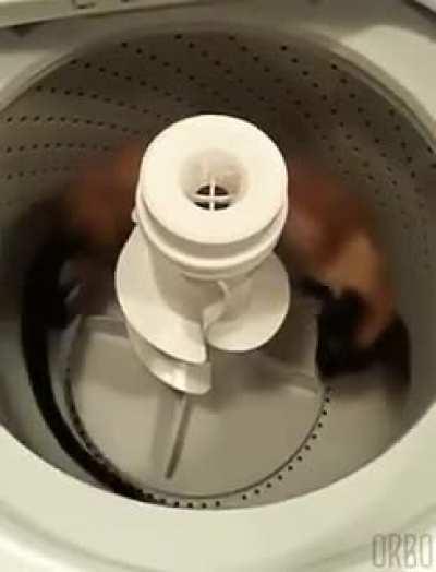 Before electricity was invented, cats were used to oscillate washing machines.