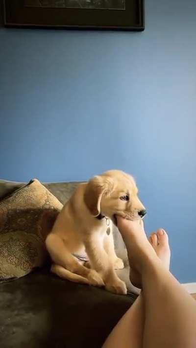 Ben Puppyro (I'm really sorry)