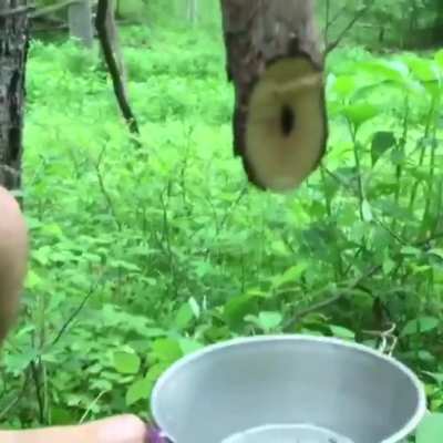 Vines are great reservoirs of clean water