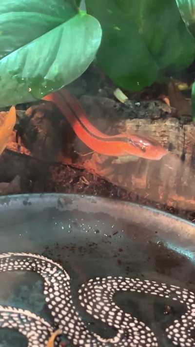 Is this a normal yawn? 