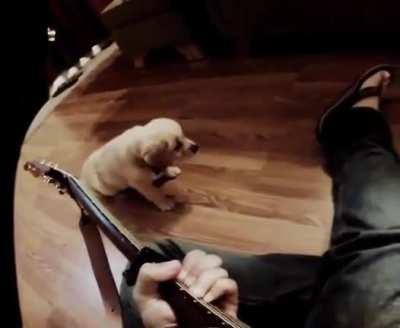 My sweet guy crossed the rainbow bridge after 11 years with us. Here’s a video of him as a puppy; never ran away even while I played terribly. 