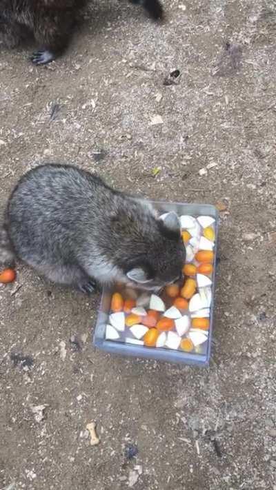 My coworker Rocket enjoying lunch
