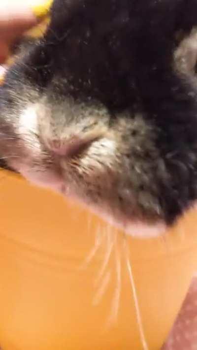 repotted this plant, and it started to purr???