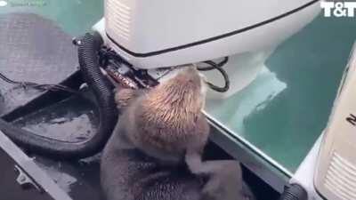 🔥 an otter seeks refuge on a boat to escape a hungry orca 🔥