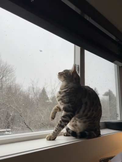 I guess that’s why they’re called snow Bengals 🤔