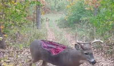 Buck still walking after taking some serious damage
