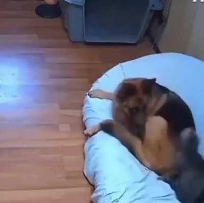 You seeing this shit, hooman?