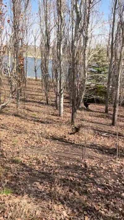 Mister Squeaky zoomies