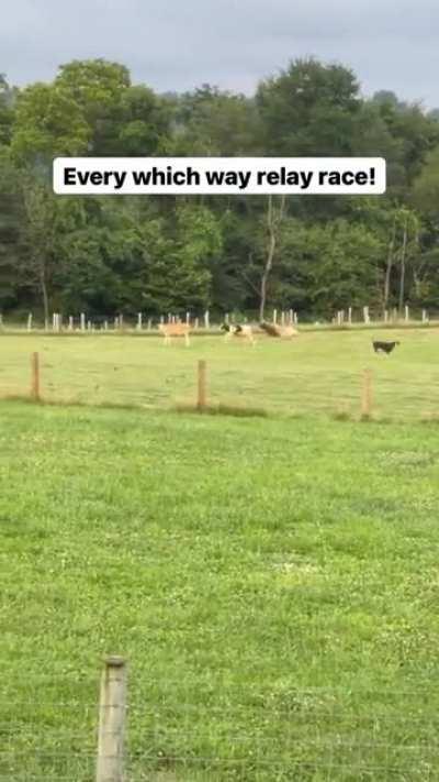 It’s the Sanctuary Olympics at Lancaster Farm Sanctuary in Pennsylvania
