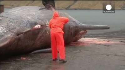 Be a marine biologist, they said. You're gonna work with whales, they said...