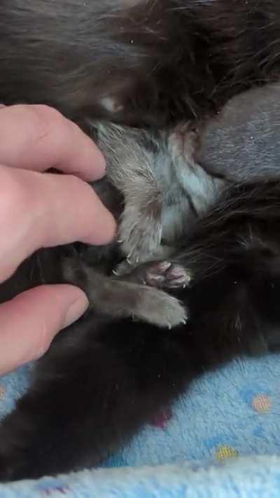 Currently being detained for cuteness in the 1st degree