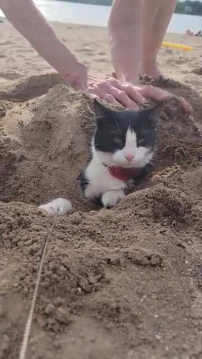 CaT GeTS vICiOuSly BuRiED aLIvE
