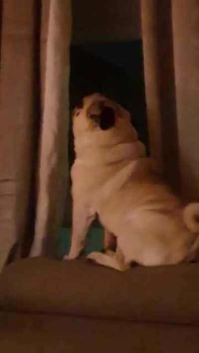 my dog barking to prison song as requested by like 2 people