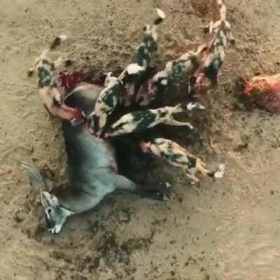 Painted dogs (painted wolves) scoredddd. By the looks of it, this poor victim has been feasted on for a good minute and still hasn’t croaked..