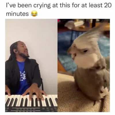 That Bird is felling it 😂😂😂.