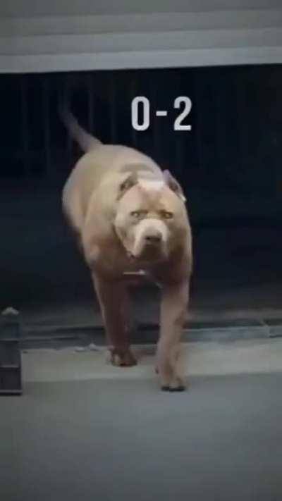 Stopid cringe child die 🐶🐶🐶