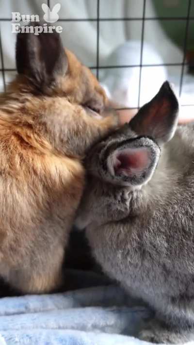 Bunny Love ❤