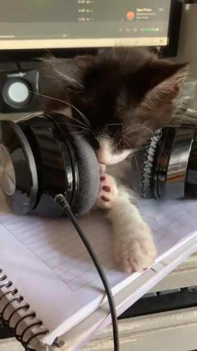 My kitten decided to take a nap in my headphones while Suspirium was playing
