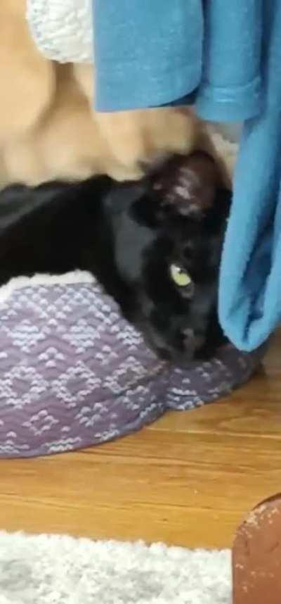 get a puppy they said