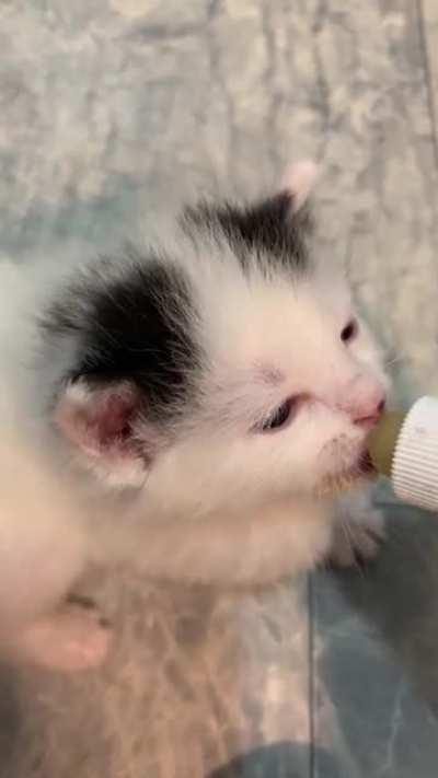 Viewer discretion advised: Graphic Crime of illegal ear wiggles.