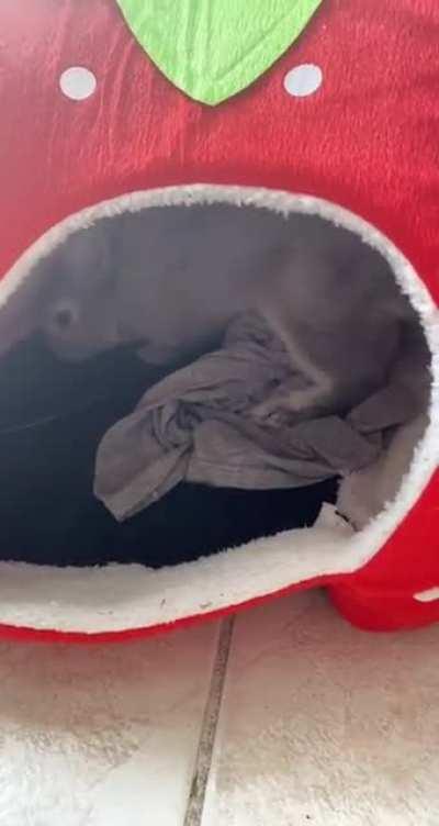 caught bunbys flop on camera today!