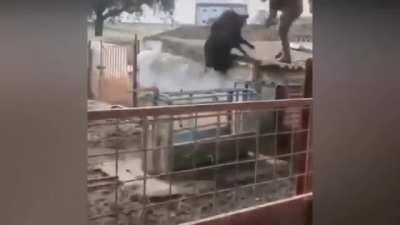 Man Antagonizes Boar