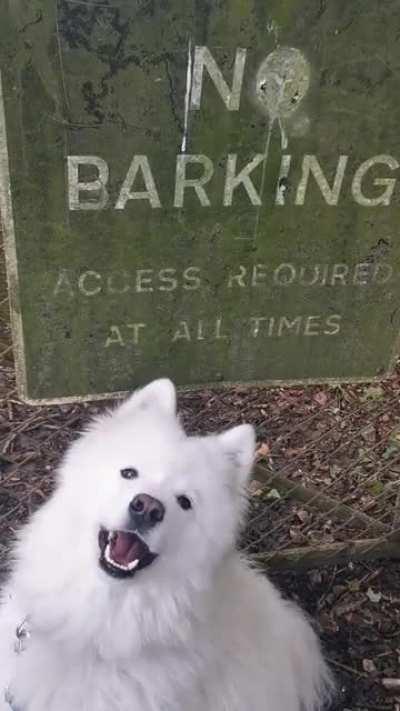 Naughty Samoyed BREAKS strict no barking laws. 🤣🤣🤣