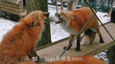 Tfw you and the other Sylveon both pick Hyper Voice: