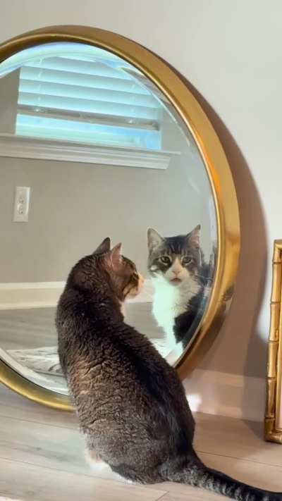 When the cat’s had enough of our shit