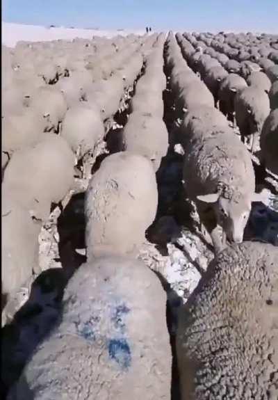 Ровный строй