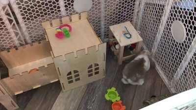 Our 8 week old Holland Lop Buttercup exploring her new crib!