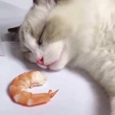 Dreams come true for this lovely cat, which appears to be a Ragdoll or Birman.