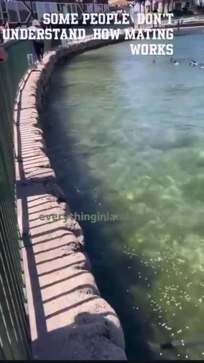 Karen has a meltdown when she sees a male duck mating a female one, California