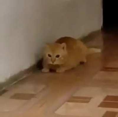 The vet visit’s gonna be expensive